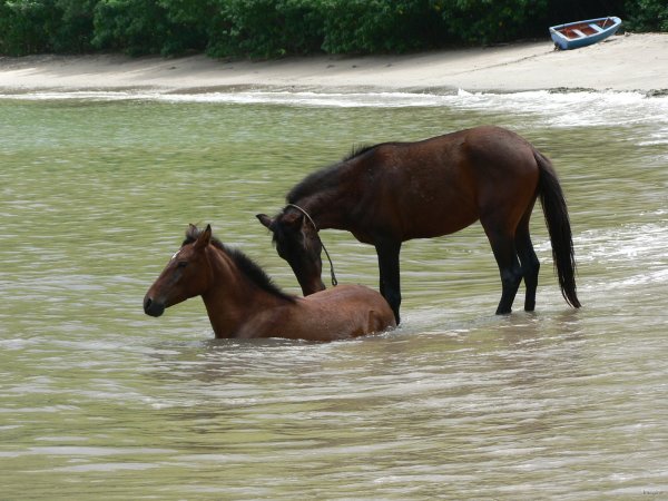99- Le bain des chevaux 